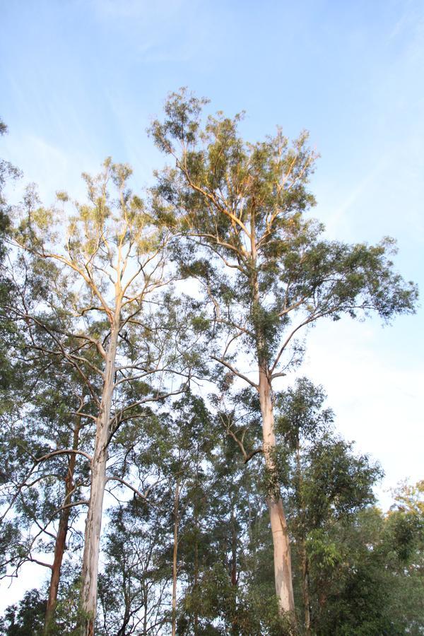בריסביין Paperbark Bed & Breakfast מראה חיצוני תמונה