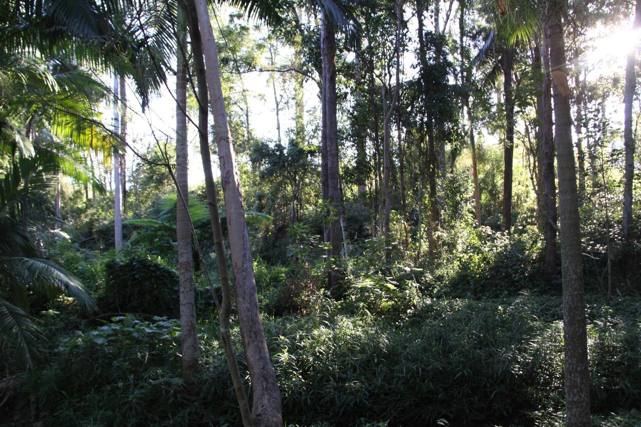 בריסביין Paperbark Bed & Breakfast מראה חיצוני תמונה